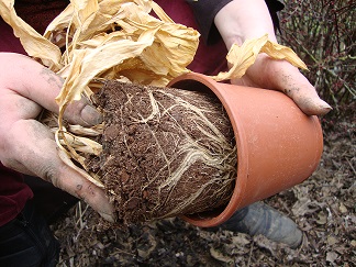 Graines et bulbes, comment ça fonctionne? – L'Harmony des jardins