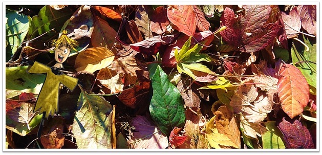 Automne au jardin : faire un terreau de feuilles mortes