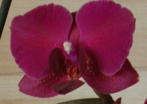 Jardinage. L'orchidée n'est pas une empotée - L'Humanité