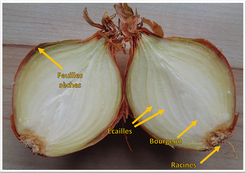 Graines et bulbes, comment ça fonctionne? – L'Harmony des jardins