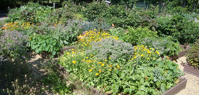 L'association des plantes au potager – L'Harmony des jardins