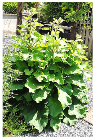 Qu'est-ce que la bouillie bordelaise ? Comment l'utiliser au jardin ?