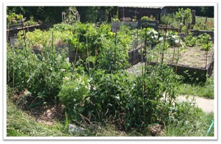 Le jardinage comme remède au confinement