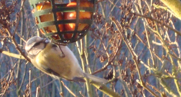 Nichoirs pour la plupart des oiseaux de nos jardins