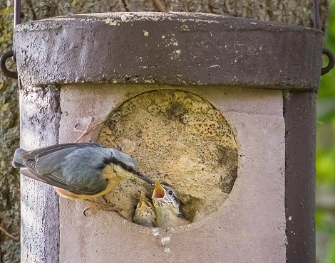 Taille des haies: faites une pause, les oiseaux font leur nid!