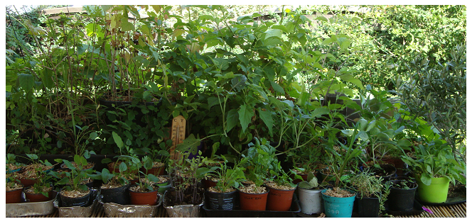 Utiliser le charbon de bois au jardin - France Bleu