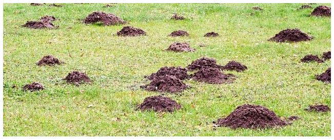 Jardin sans pétrole - Pire que le stress hydrique, les rats taupiers